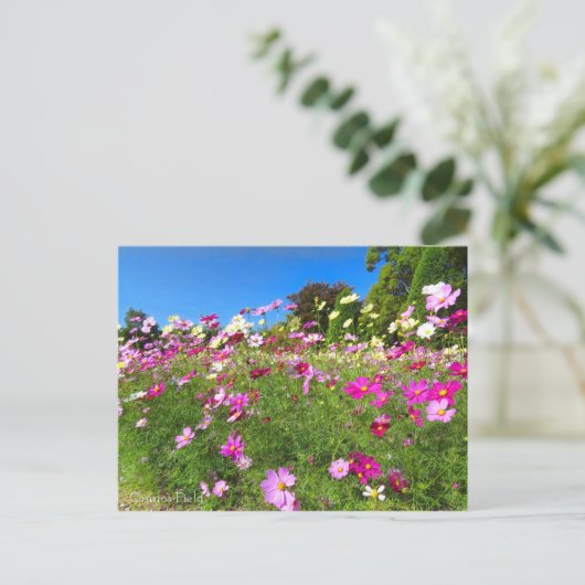 Cosmos Field [Postcard] ポストカード (スタンド正面)