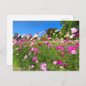 Cosmos Field [Postcard] ポストカード (正面/裏面)