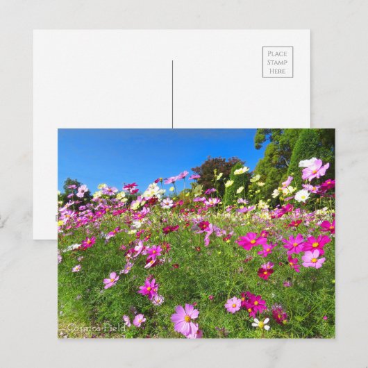 Cosmos Field [Postcard] ポストカード (正面/裏面)