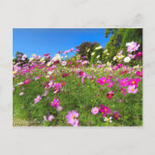 Cosmos Field [Postcard] ポストカード (正面)