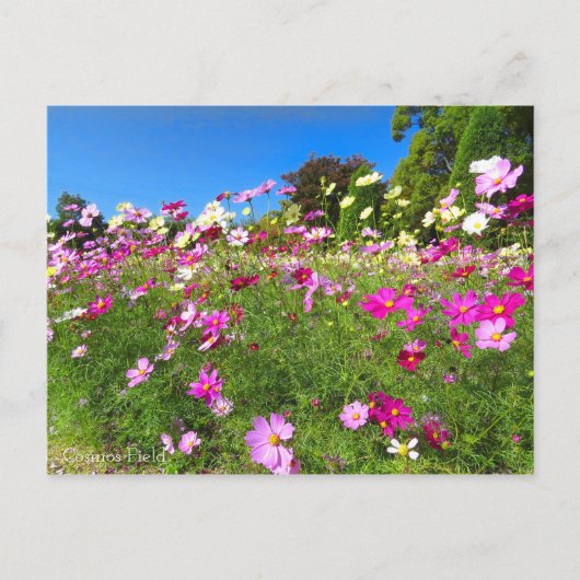 Cosmos Field [Postcard] ポストカード (正面)