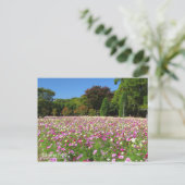 Cosmos Field:Postcard ポストカード (スタンド正面)