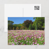 Cosmos Field:Postcard ポストカード (正面/裏面)