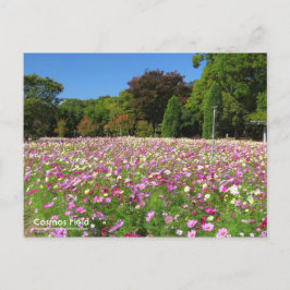 Cosmos Field:Postcard ポストカード