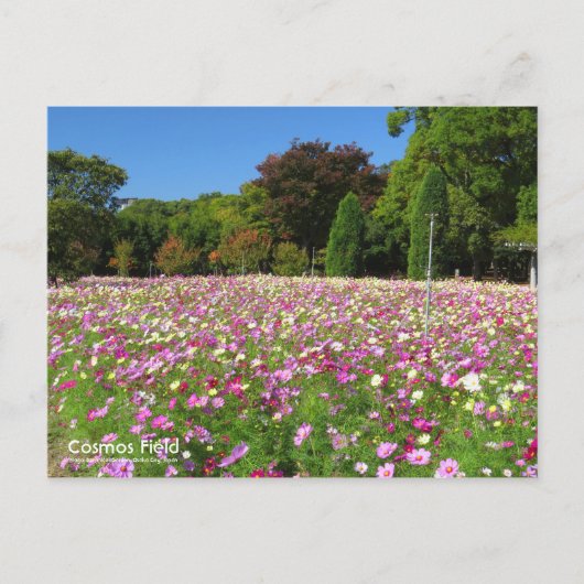 Cosmos Field:Postcard ポストカード (正面)