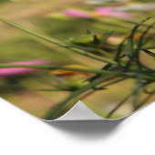 Cosmos Flowers ポスター (角)