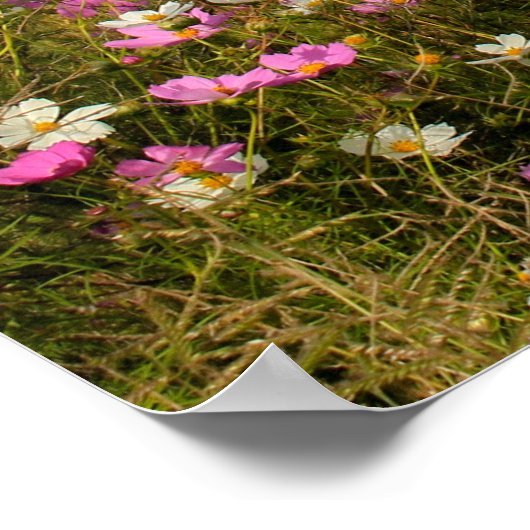 Cosmos Flowers in the field ポスター (角)
