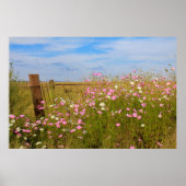 Cosmos Flowers in the field ポスター (正面)