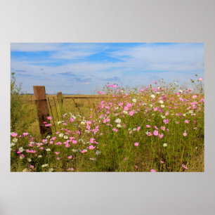 Cosmos Flowers in the field ポスター