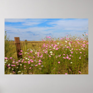 Cosmos Flowers in the field ポスター