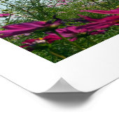 Cosmos Flowers of Japanポスター ポスター (角)