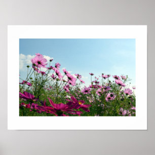 Cosmos Flowers of Japanポスター ポスター