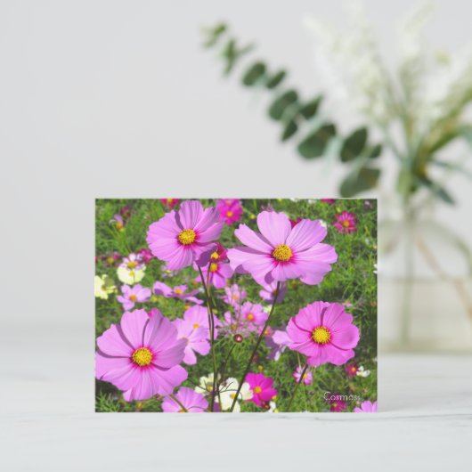 Cosmos [Postcard] ポストカード (スタンド正面)