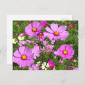 Cosmos [Postcard] ポストカード (正面/裏面)