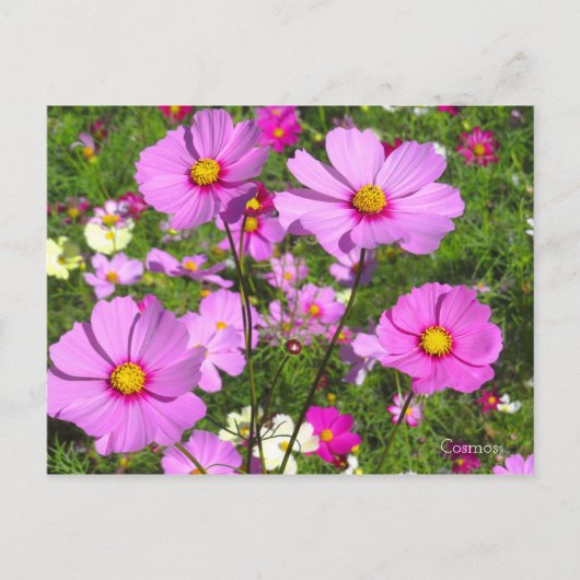 Cosmos [Postcard] ポストカード (正面)