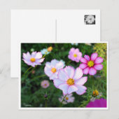 Cosmos [Postcard] ポストカード (正面/裏面)