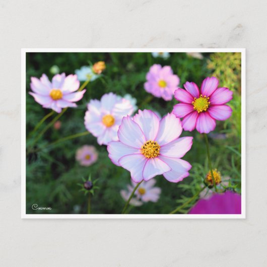 Cosmos [Postcard] ポストカード (正面)