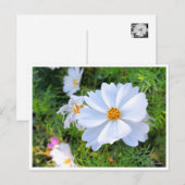 Cosmos [Postcard] ポストカード (正面/裏面)