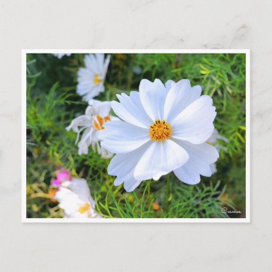 Cosmos [Postcard] ポストカード (正面)