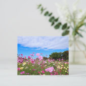 Cosmos [Postcard] ポストカード (スタンド正面)