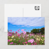 Cosmos [Postcard] ポストカード (正面/裏面)