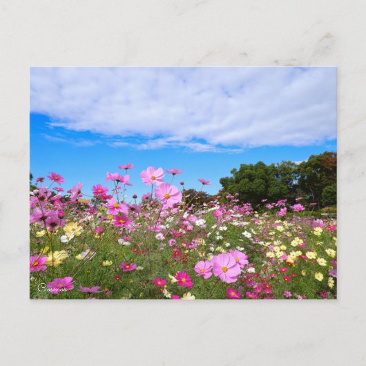 Cosmos [Postcard] ポストカード (正面)