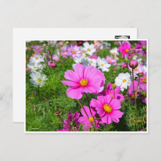 Cosmos [Postcard] ポストカード (正面/裏面)