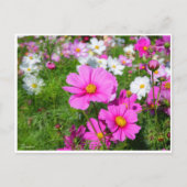 Cosmos [Postcard] ポストカード (正面)