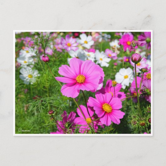 Cosmos [Postcard] ポストカード (正面)