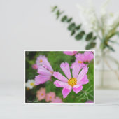 Cosmos [Postcard] ポストカード (スタンド正面)