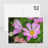 Cosmos [Postcard] ポストカード (正面/裏面)