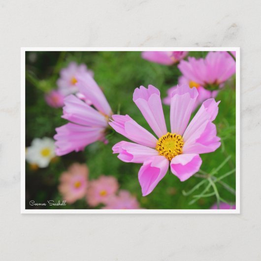 Cosmos [Postcard] ポストカード (正面)