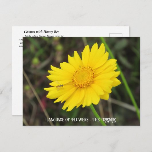 Cosmos with Beeはがき ポストカード (正面/裏面)