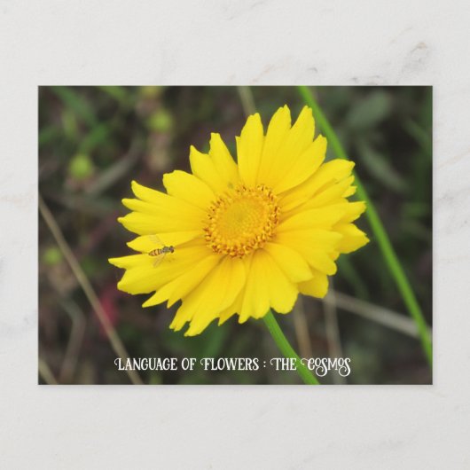 Cosmos with Beeはがき ポストカード (正面)