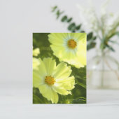 Cosmos "Yellow Campus":Postcard ポストカード (スタンド正面)