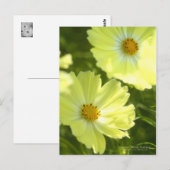 Cosmos "Yellow Campus":Postcard ポストカード (正面/裏面)
