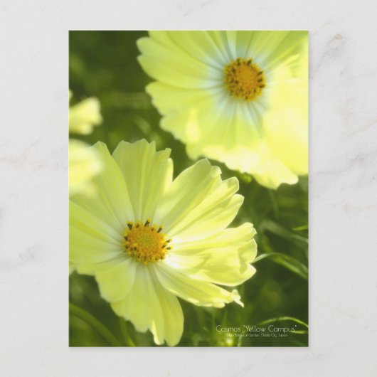 Cosmos "Yellow Campus":Postcard ポストカード (正面)