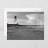 Costa Rica Beach with Palm Tree Photo  ポストカード (正面/裏面)