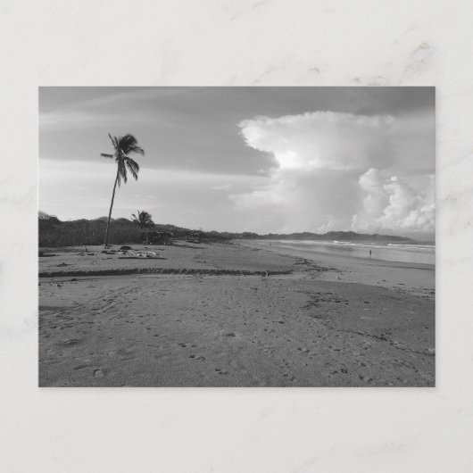 Costa Rica Beach with Palm Tree Photo  ポストカード (正面)