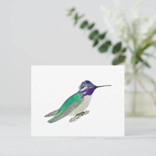 Costa's Hummingbird ポストカード (スタンド正面)