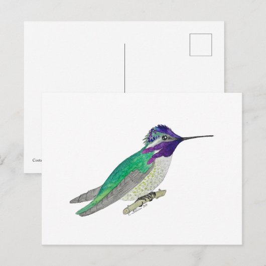 Costa's Hummingbird ポストカード (正面/裏面)
