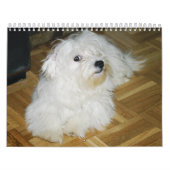 Cotonキャンデー カレンダー (カバー)