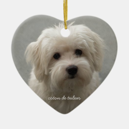 Coton de Tulear セラミックオーナメント (正面)