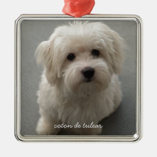 Coton de Tulear メタルオーナメント (正面)