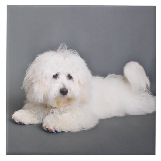 Coton de Tulear - Joci タイル (正面)