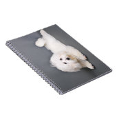 Coton de Tulear - Joci ノートブック (右側)