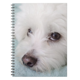 Coton de Tulear Puppyの目 ノートブック