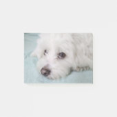 Coton de Tulear Puppyの目 ポストイット (正面)