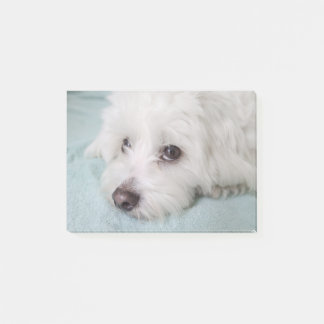 Coton de Tulear Puppyの目 ポストイット