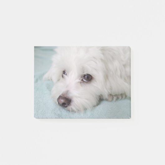 Coton de Tulear Puppyの目 ポストイット (正面)